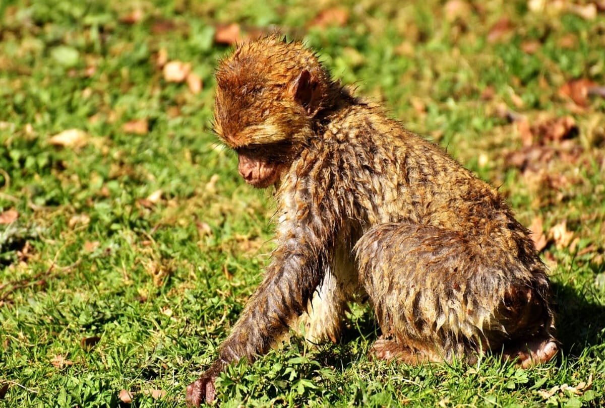 special story of animal emotion in hindi