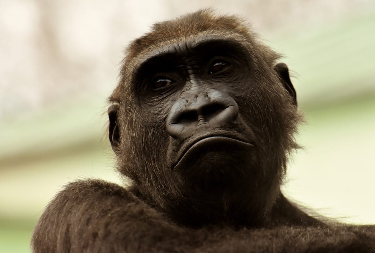 special story of animal emotion in hindi
