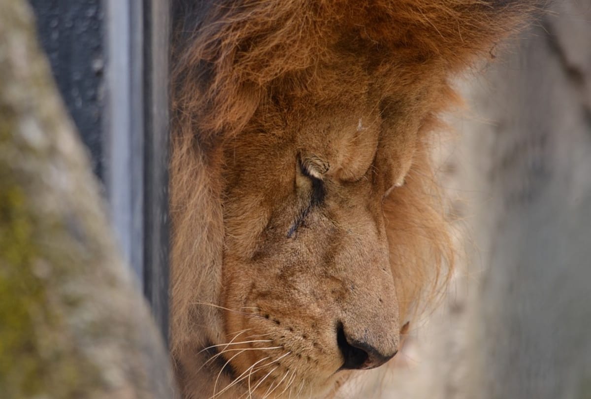 World Wildlife Day 2021 history and significance of wildlife day theme