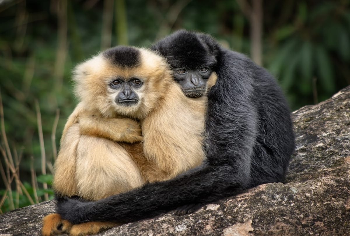 World Wildlife Day 2021 history and significance of wildlife day theme