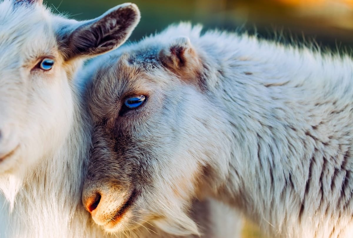 know about why animals kill her child