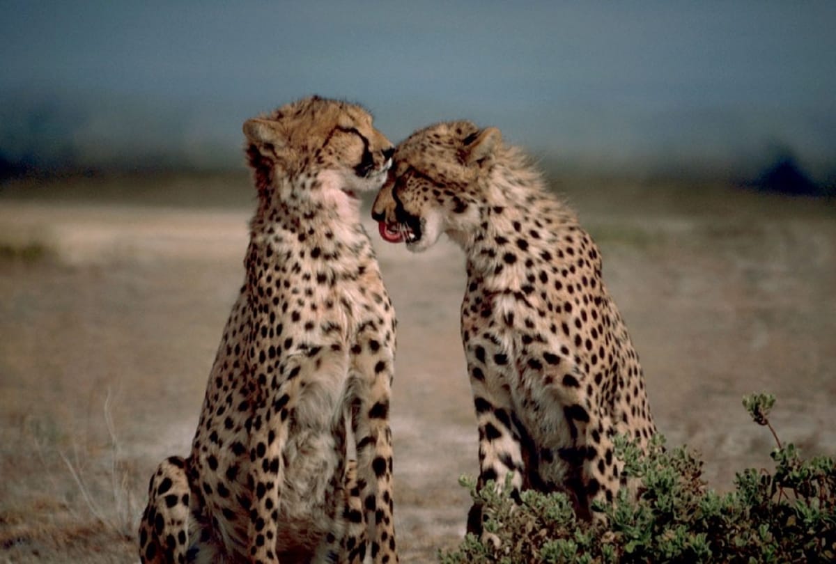 World Wildlife Day 2021 history and significance of wildlife day theme