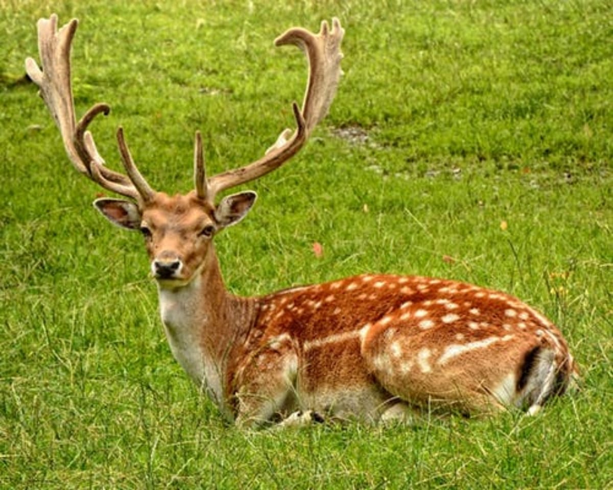 Seven black deer welcome in UP most beautiful Gorakhpuur Zoo