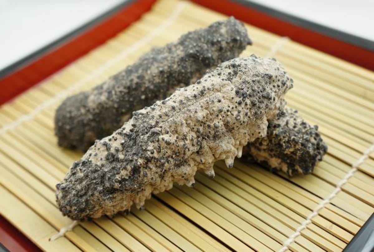 Everything about Sea cucumbers