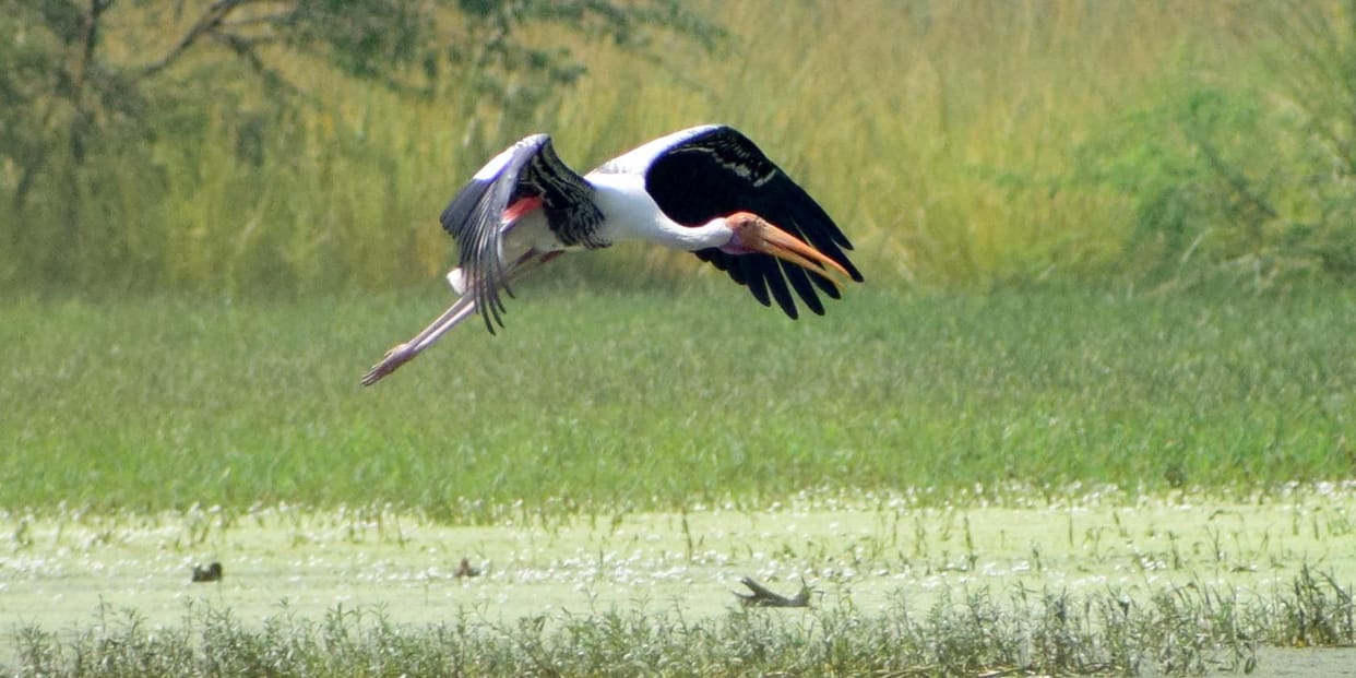 sultanpur bird century