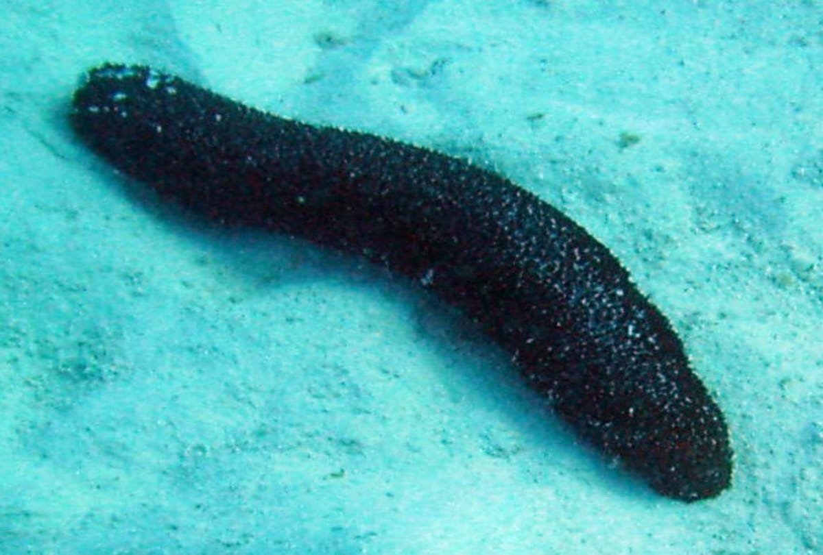 Everything about Sea cucumbers