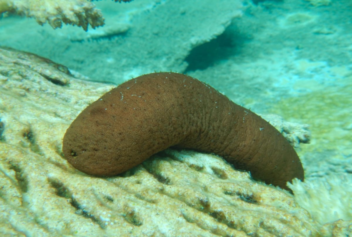 Everything about Sea cucumbers
