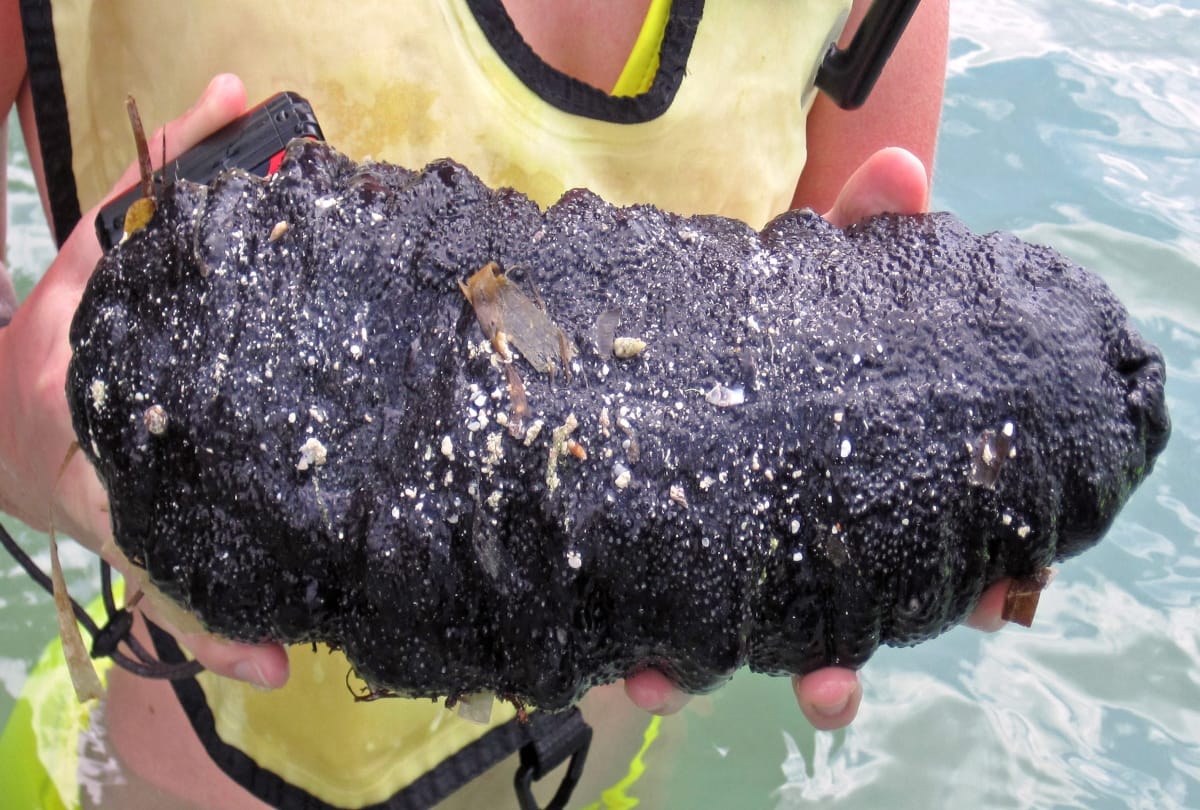 Everything about Sea cucumbers