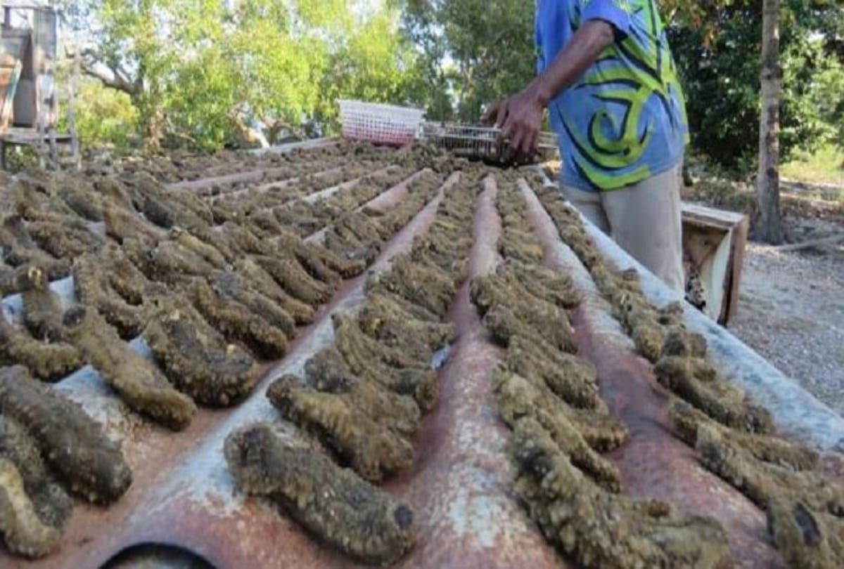 Everything about Sea cucumbers