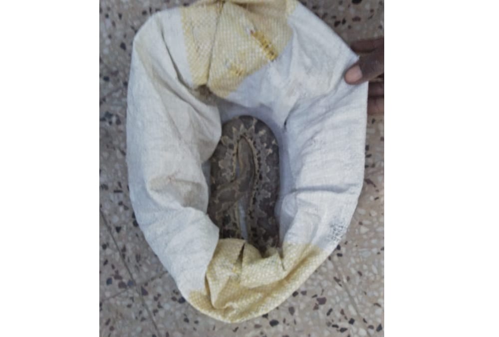 A villager brought snake to a hospital in Bahraich.