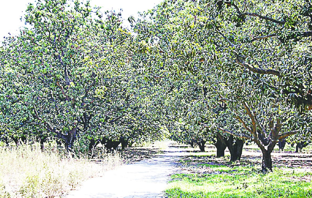 Governor gave instructions: Mango orchards will be set up on the land approved for garden in Attari region