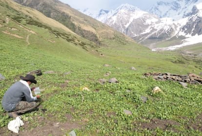 Team of experts in chamba for Counting of brown bears