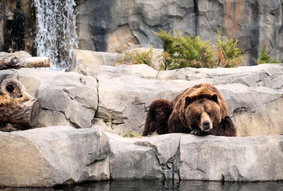 Russian Man Joked About Being Eaten by Bear know What happend Next