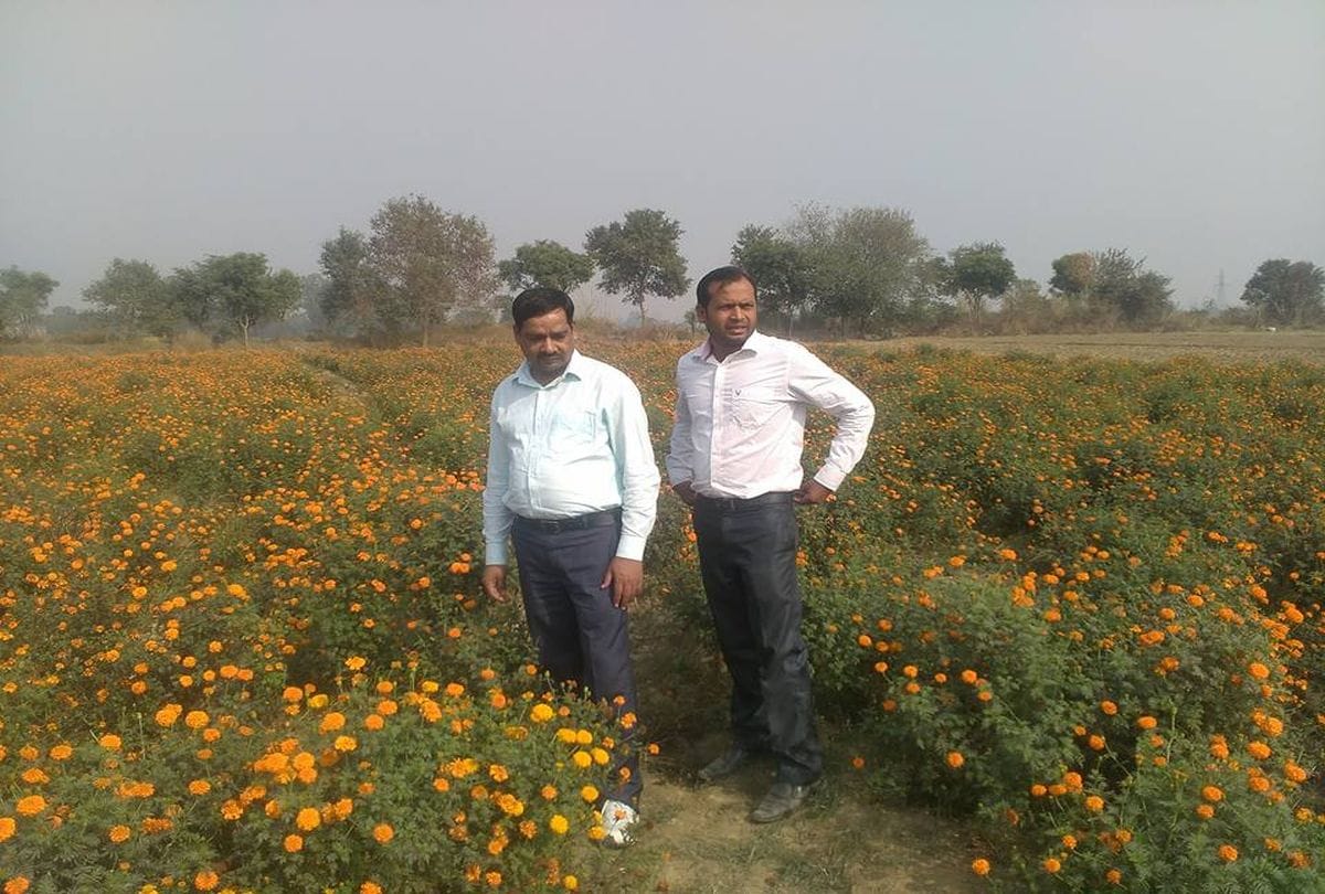 mba pass ravipal left job for marigold farming in mainpuri