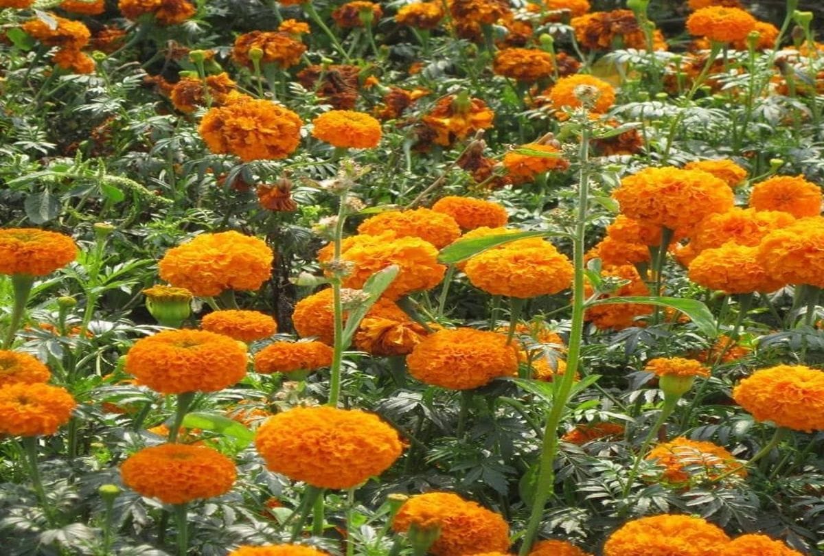 home remedies for ringworm eczema itching treatment with this flower in seven days