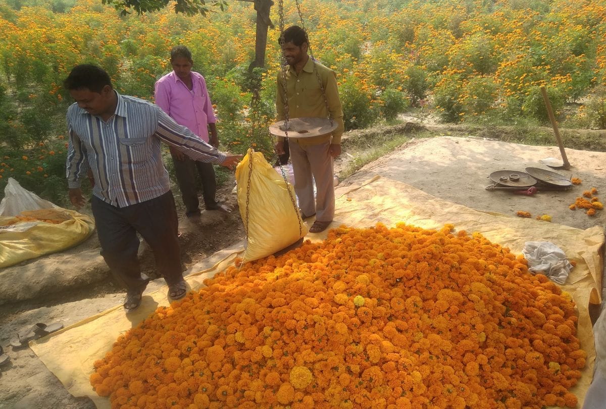 mba pass ravipal left job for marigold farming in mainpuri