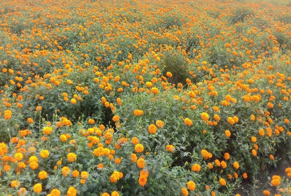 aspirational district chamba farmers earn 1.5 crore rupees by farming of Genda flowers