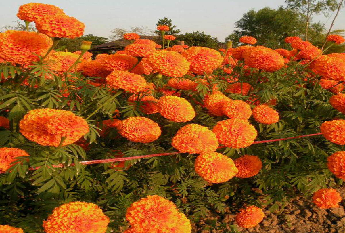 Flower decorations begin in Sri Harmandir Sahib