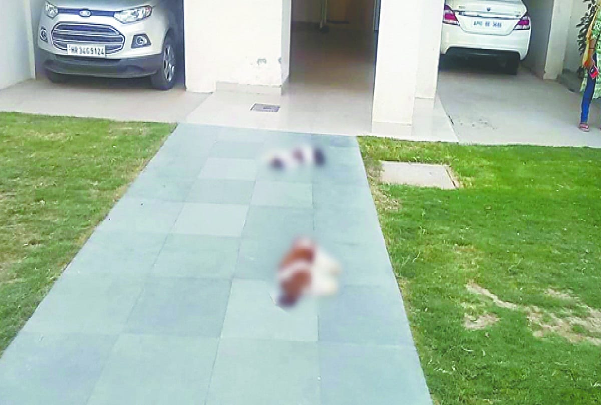 Iraqi doctor throwing two dogs from eight floor in gurugram