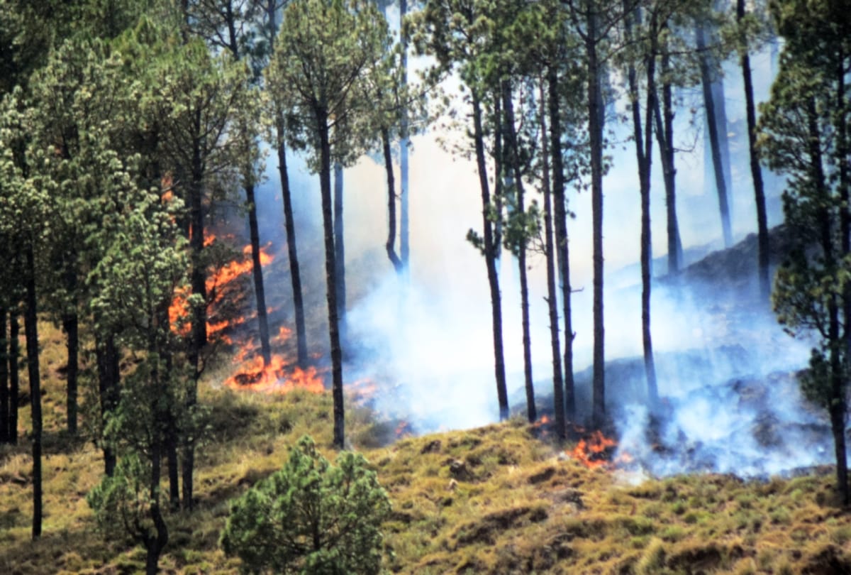 Forest Fire In the last 24 hours in Kumaon forest was blazed by fire at 12 places Uttarakhand news in hindi