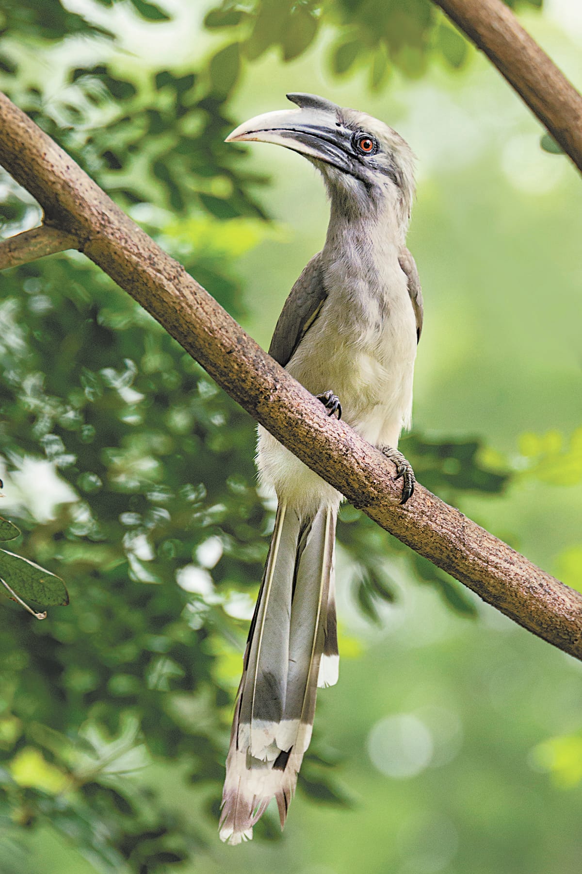 GREY HORNBILL LIKE LUCKNOW