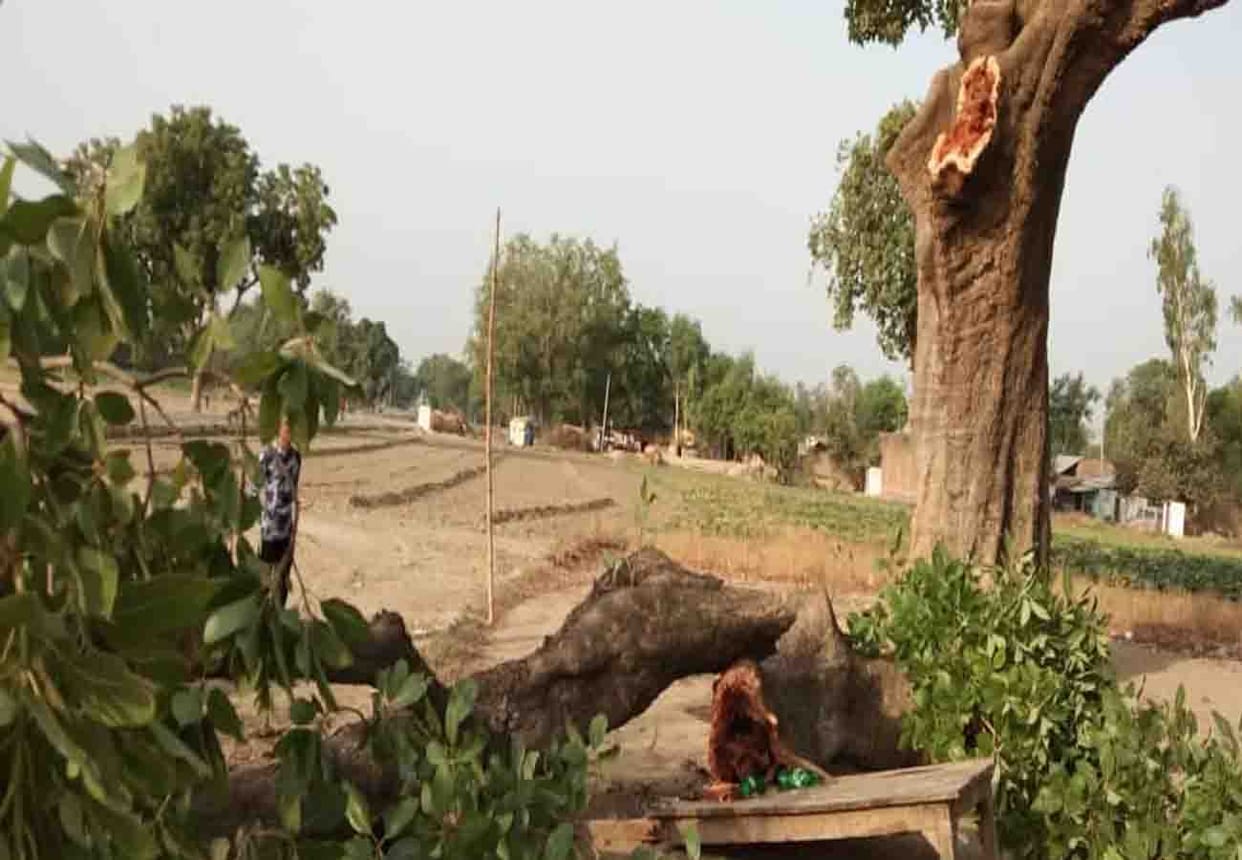 Two brothers died after falling trees in Fatehpur