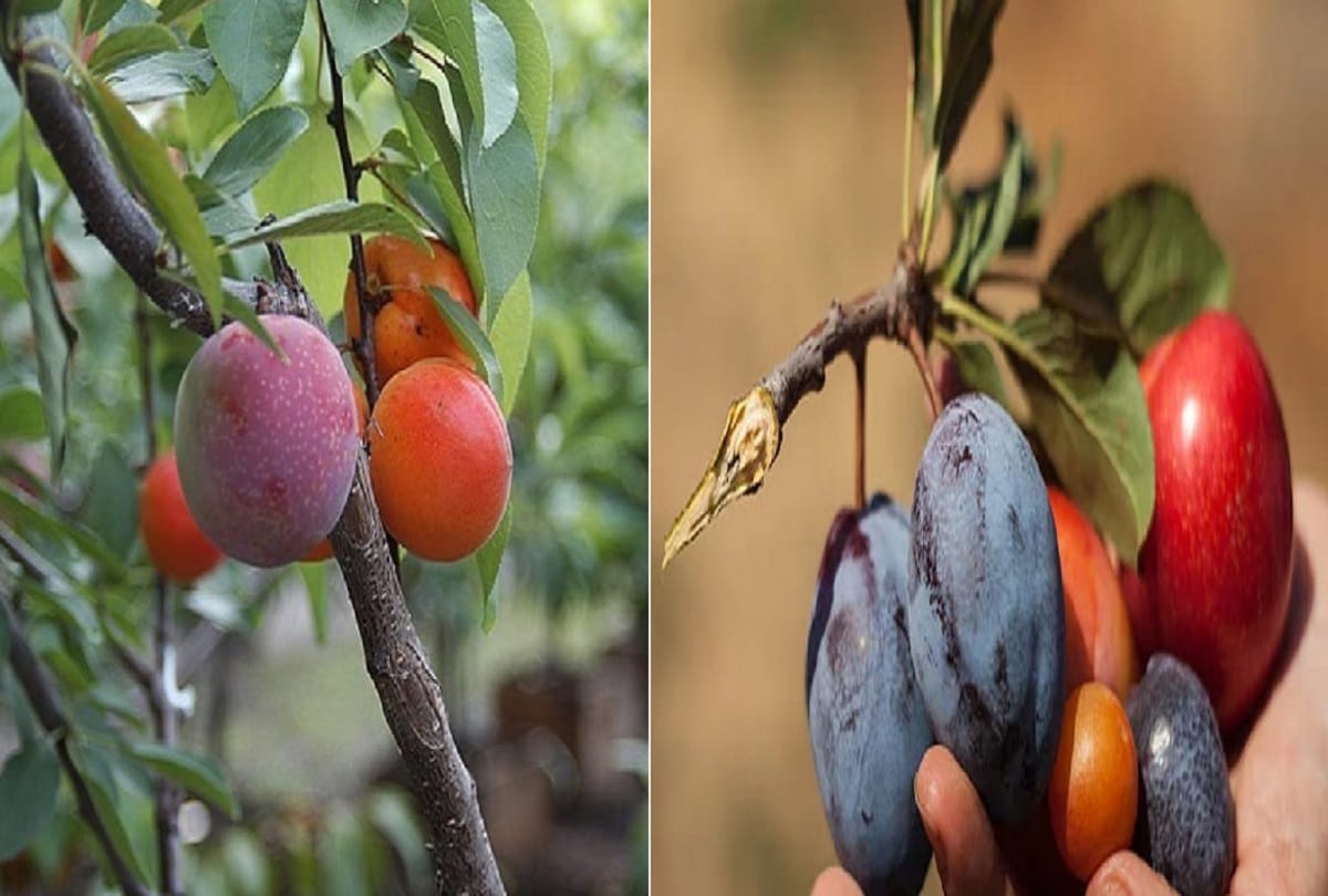Unique tree that can produce 40 different types of fruits
