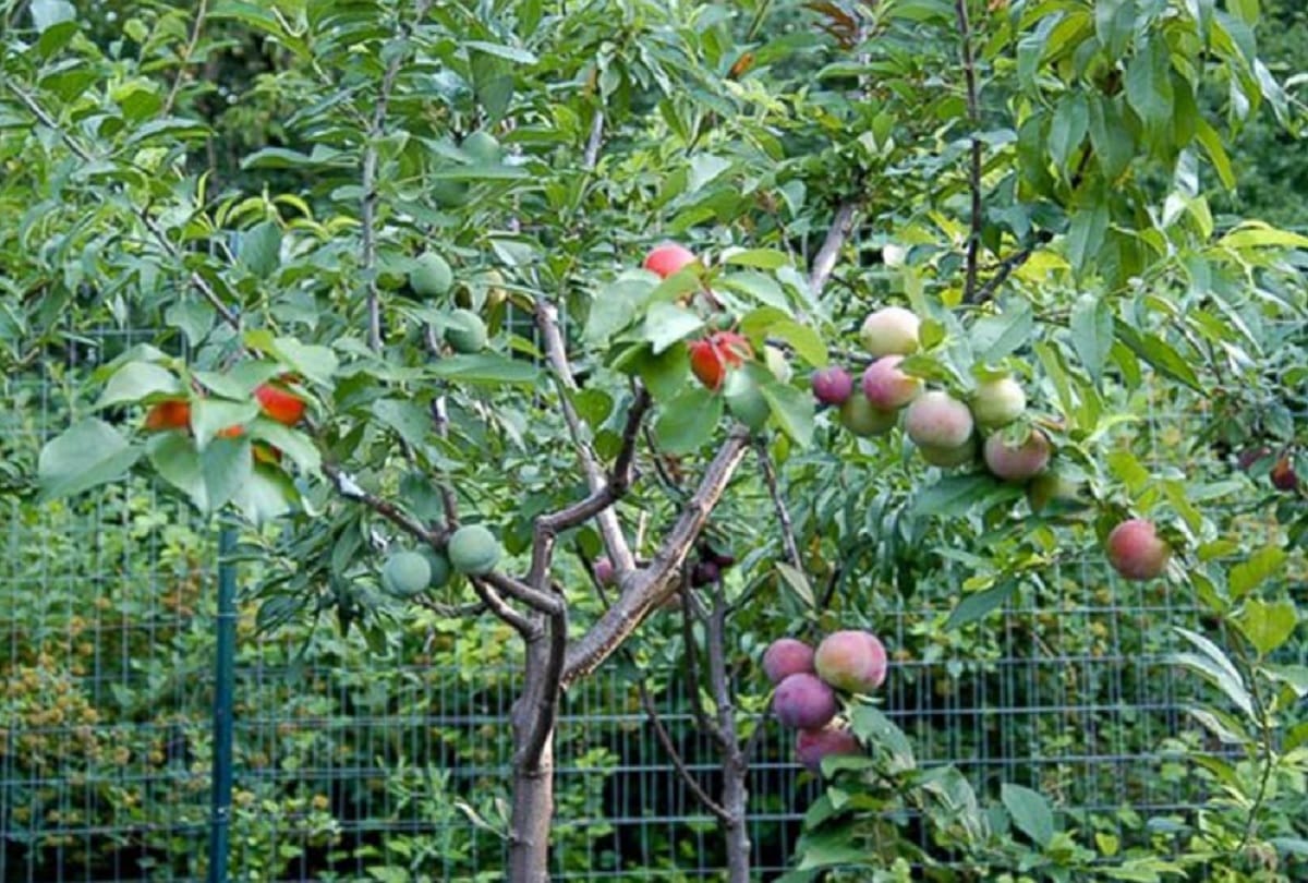 Unique tree that can produce 40 different types of fruits