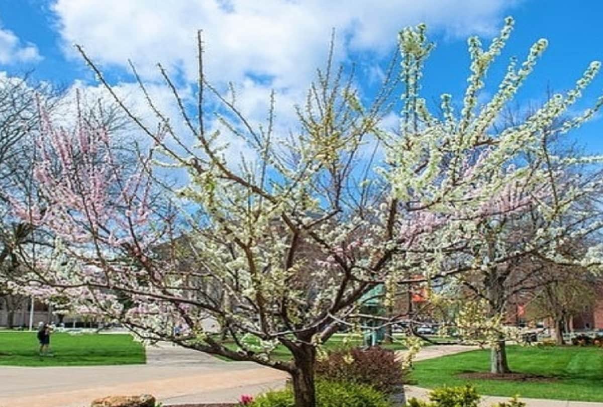 Tree of 40 one single tree that produce 40 varieties of fruits