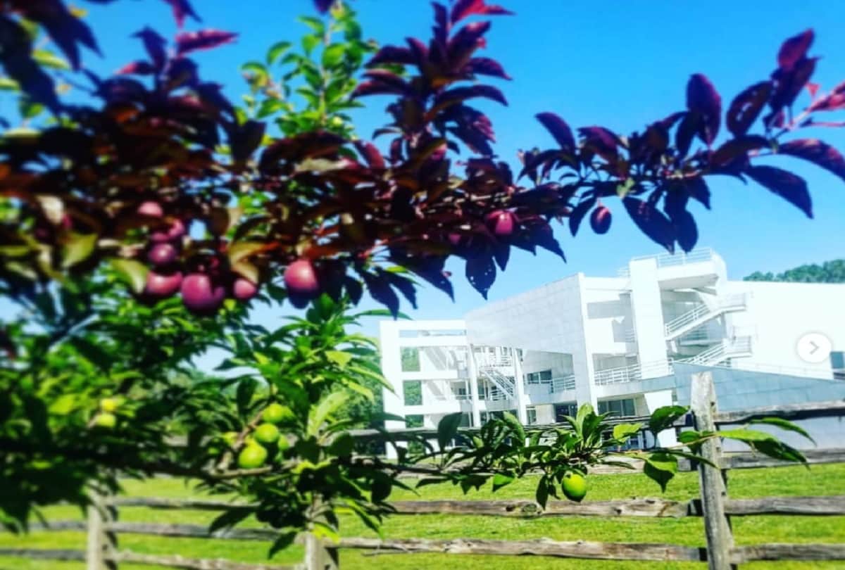 Tree of 40 one single tree that produce 40 varieties of fruits