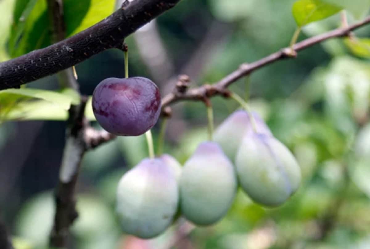 Tree of 40 one single tree that produce 40 varieties of fruits