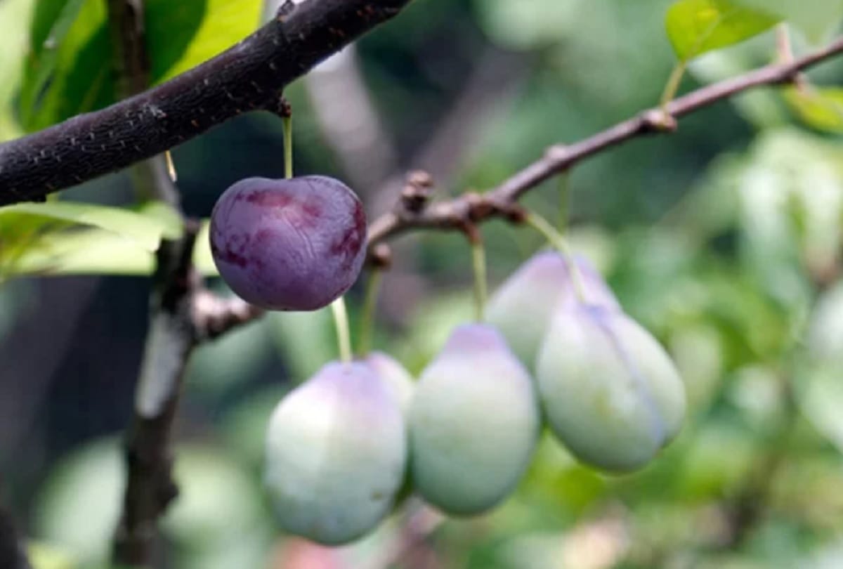 Unique tree that can produce 40 different types of fruits