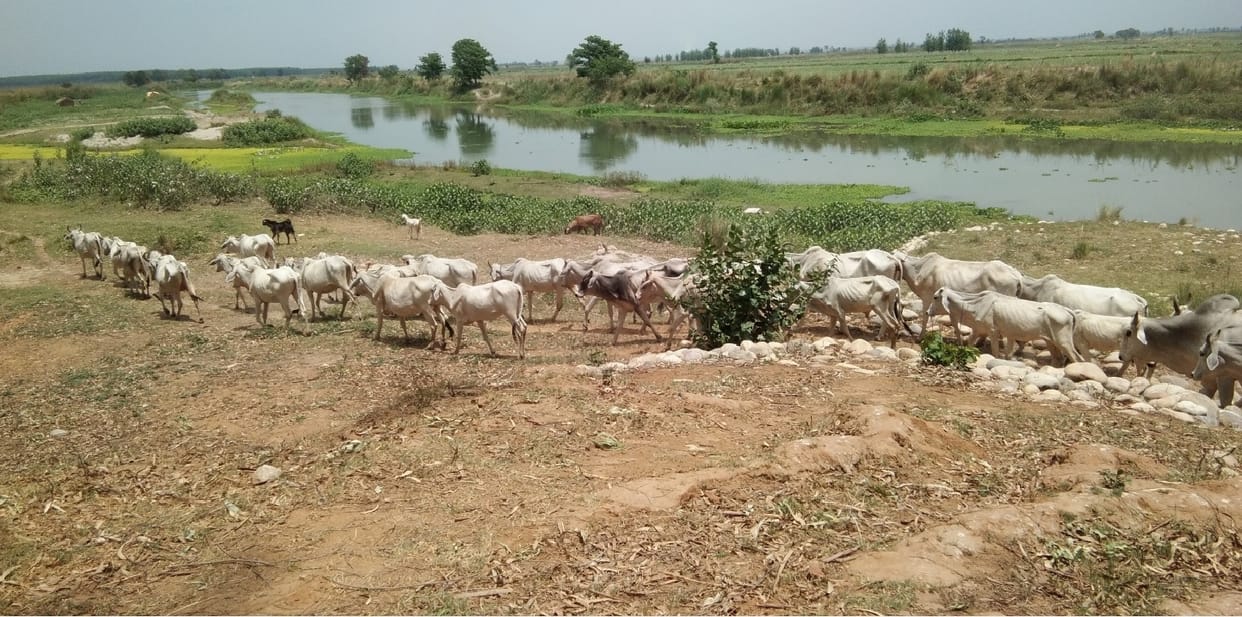 Muzaffarnagar: Administration banned the sale and purchase of animals in Shukratal Ganga fair