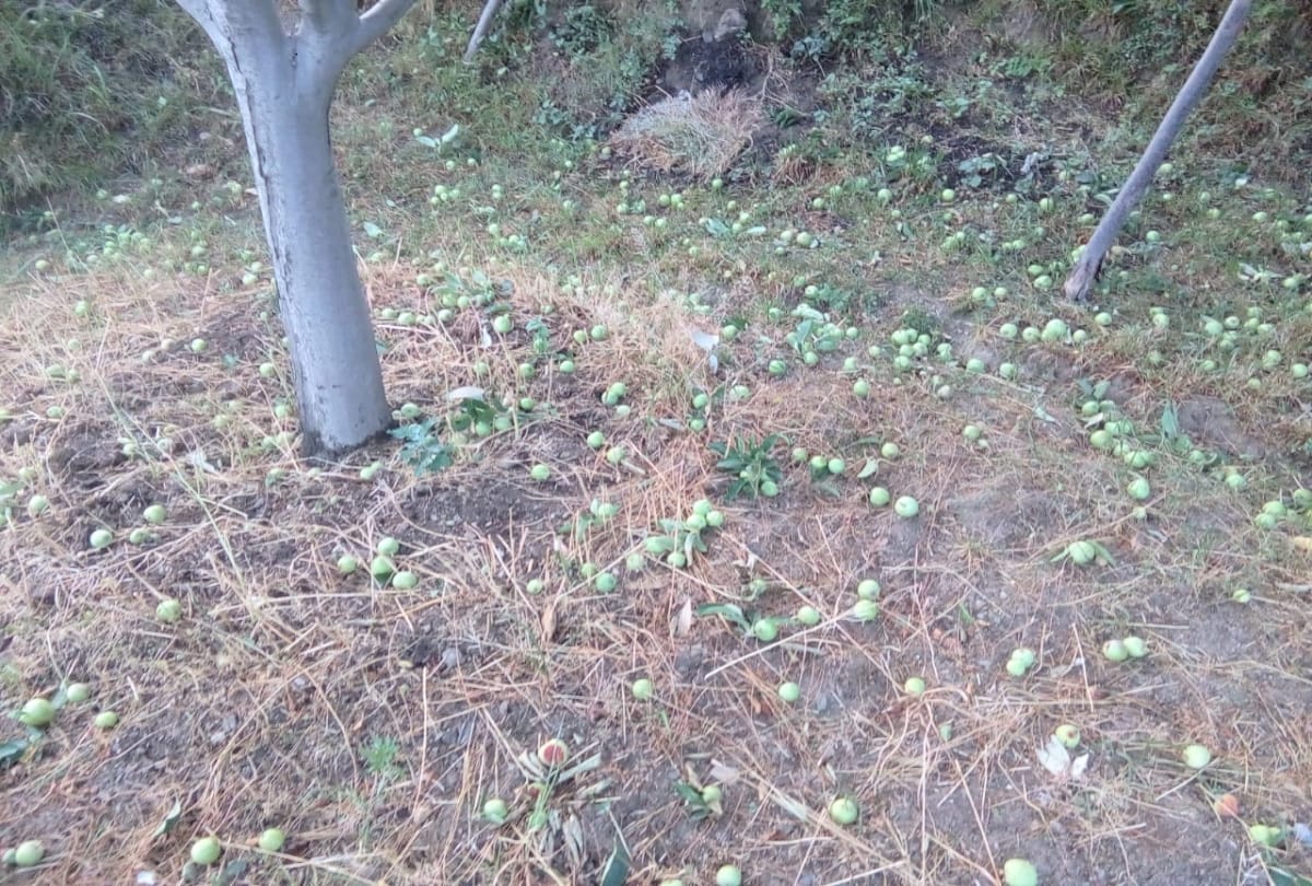 large scale loss due to storm to apple crop in himachal