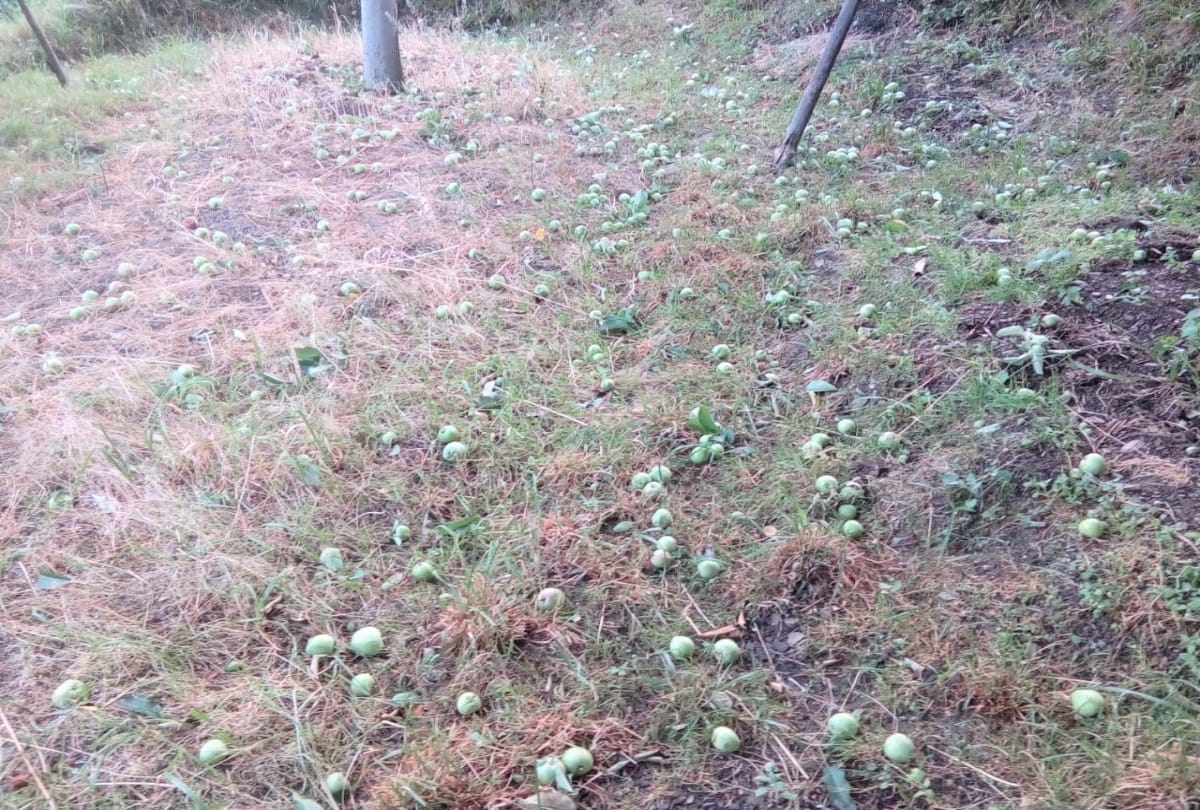 large scale loss due to storm to apple crop in himachal