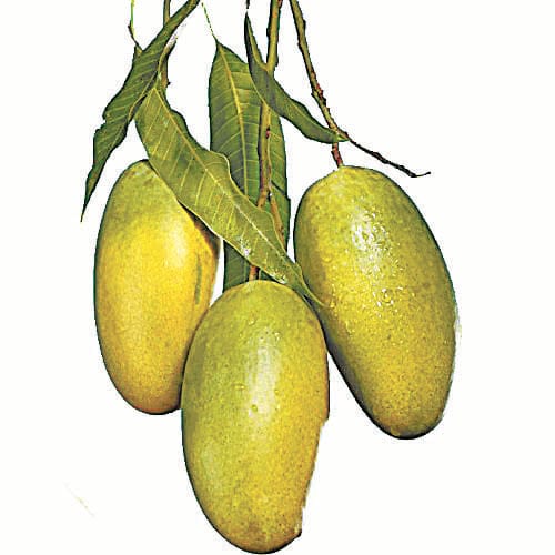 Out of india, availibility of dashahri mango will rare