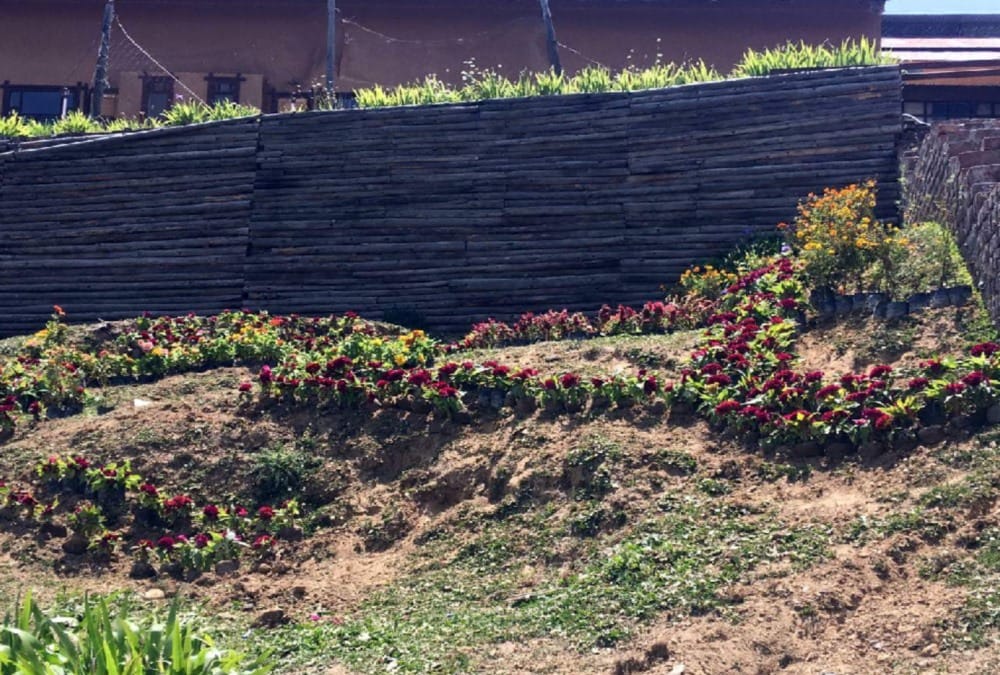 Royal Wedding in auli 25 Thousand Flowering Plant will set up on Slopes