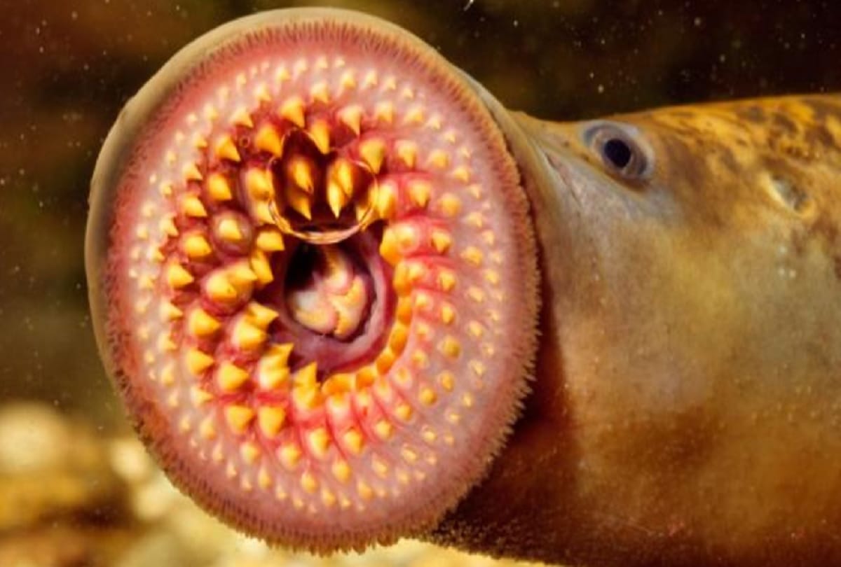 Strange and weird creatures in the world after seeing him people fall into thinking