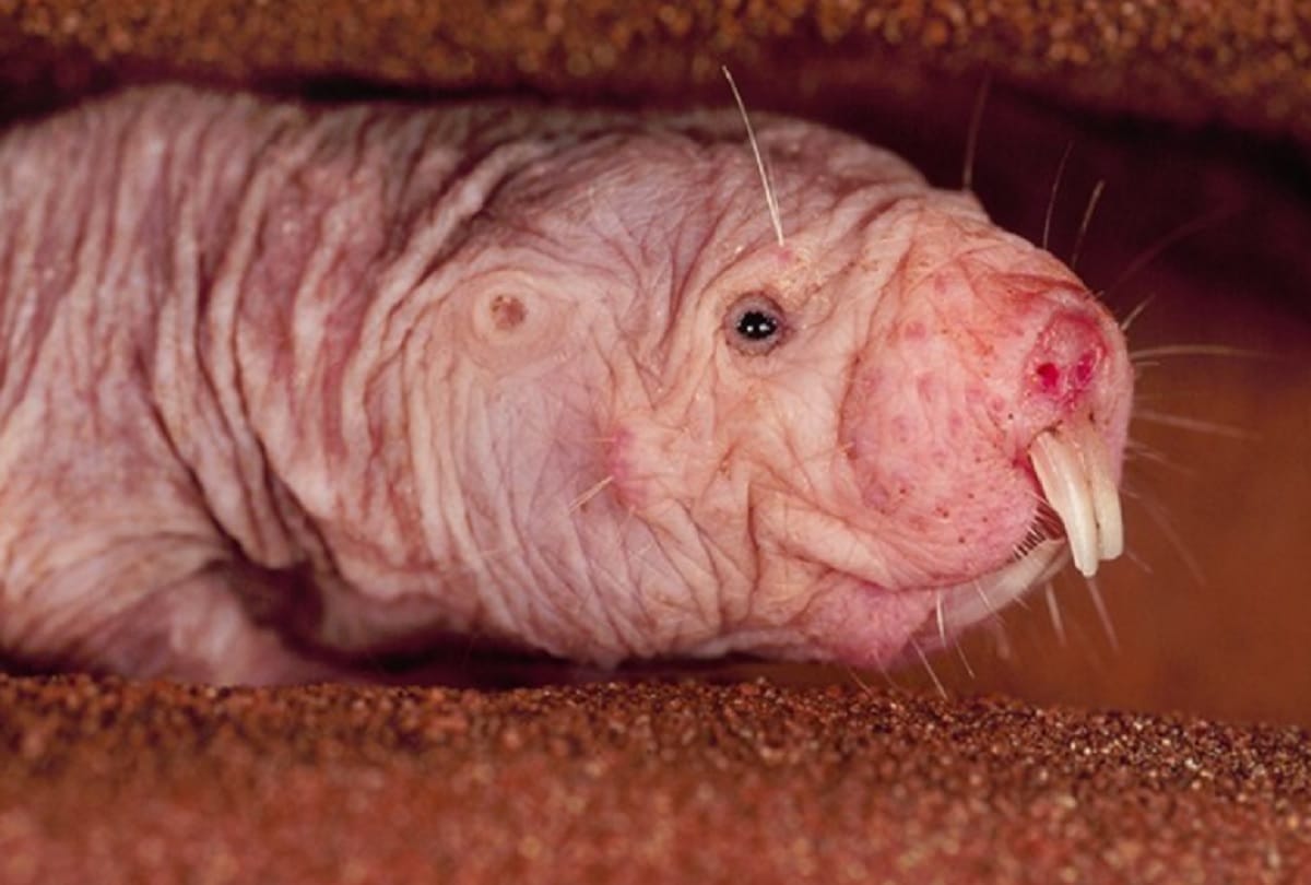 Strange and weird creatures in the world after seeing him people fall into thinking