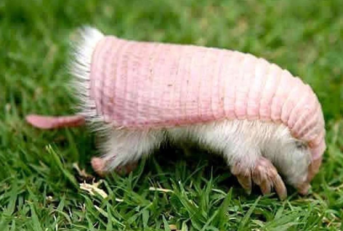 Strange and weird creatures in the world after seeing him people fall into thinking