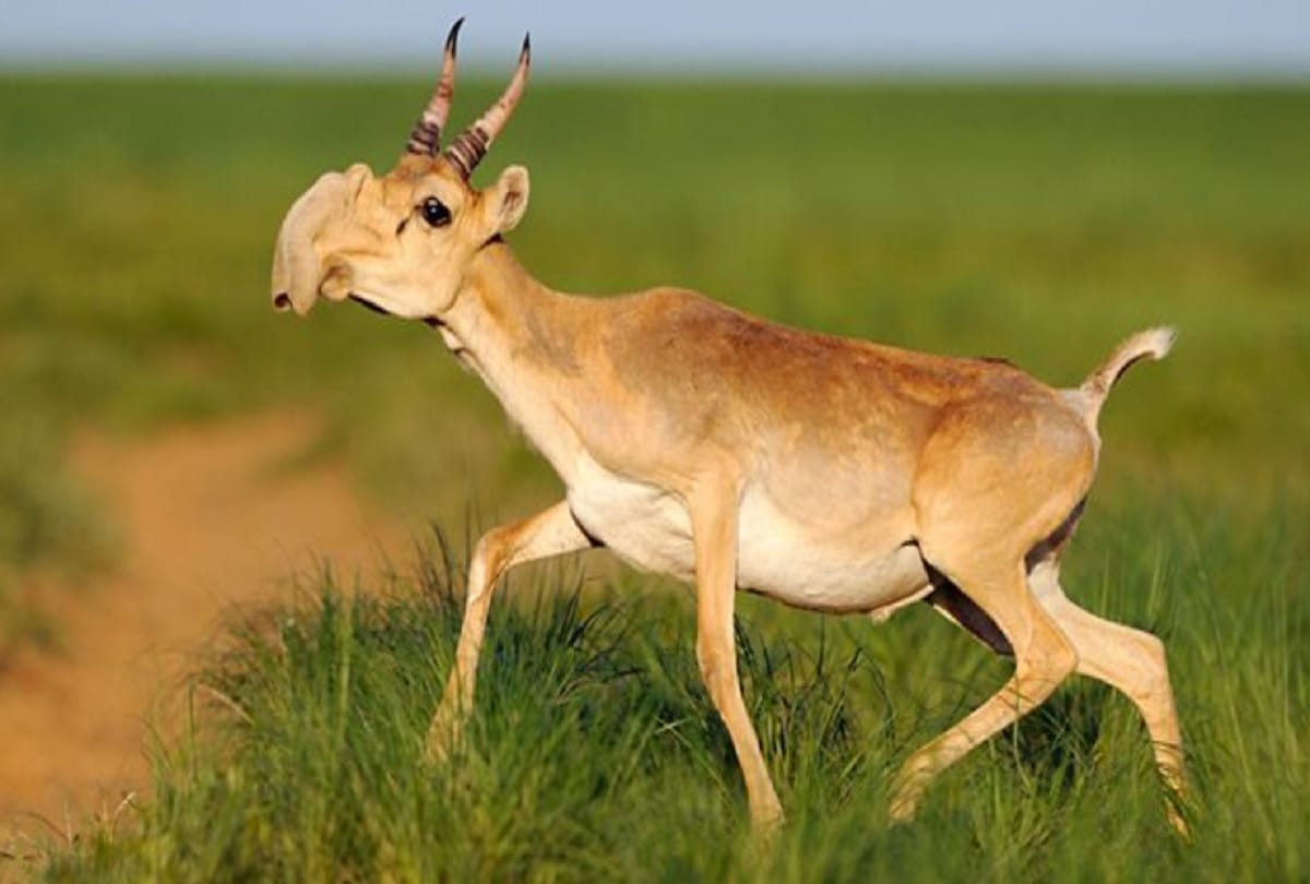 Strange and weird creatures in the world after seeing him people fall into thinking