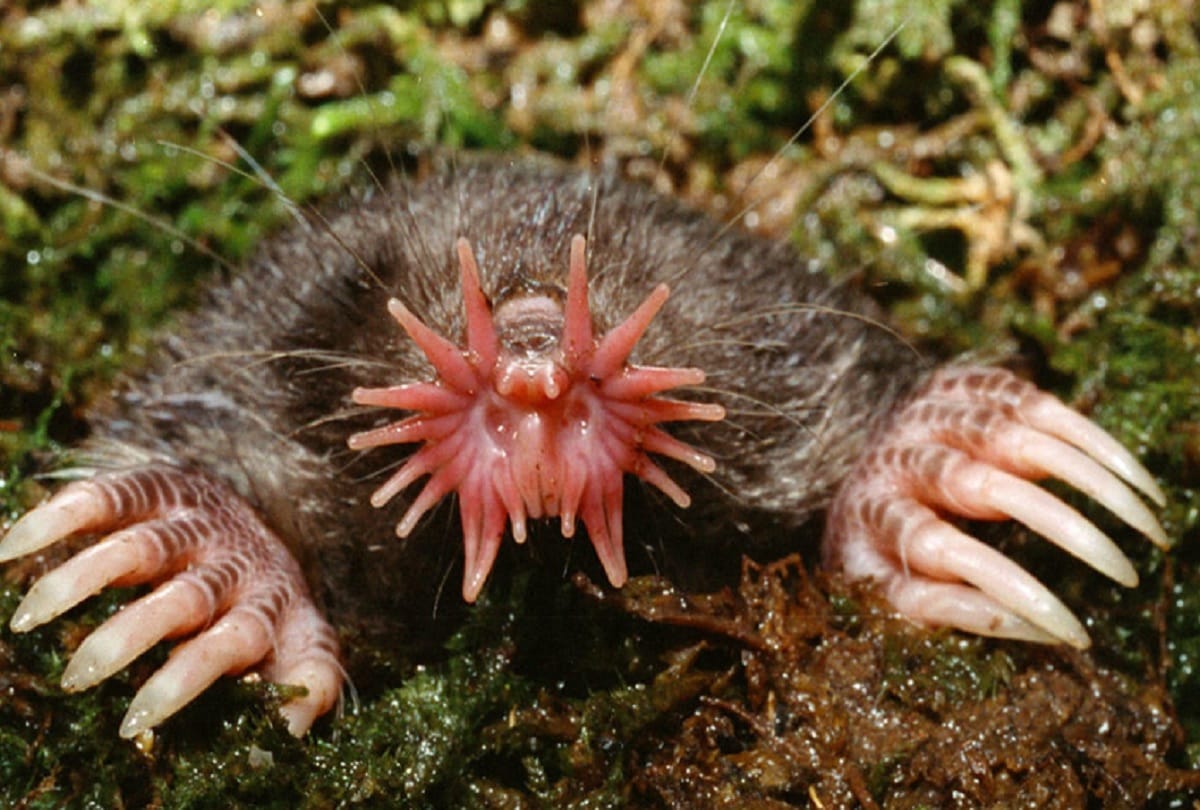 world most weird creatures can surprise you