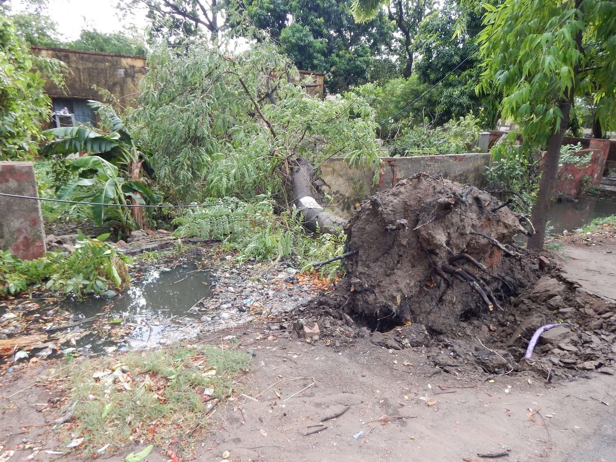 people died by falling trees in rain Storm varanasi 