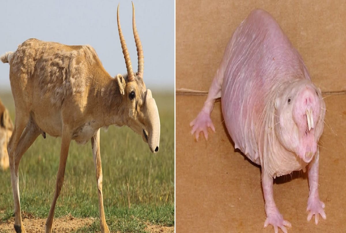 Strange and weird creatures in the world after seeing him people fall into thinking