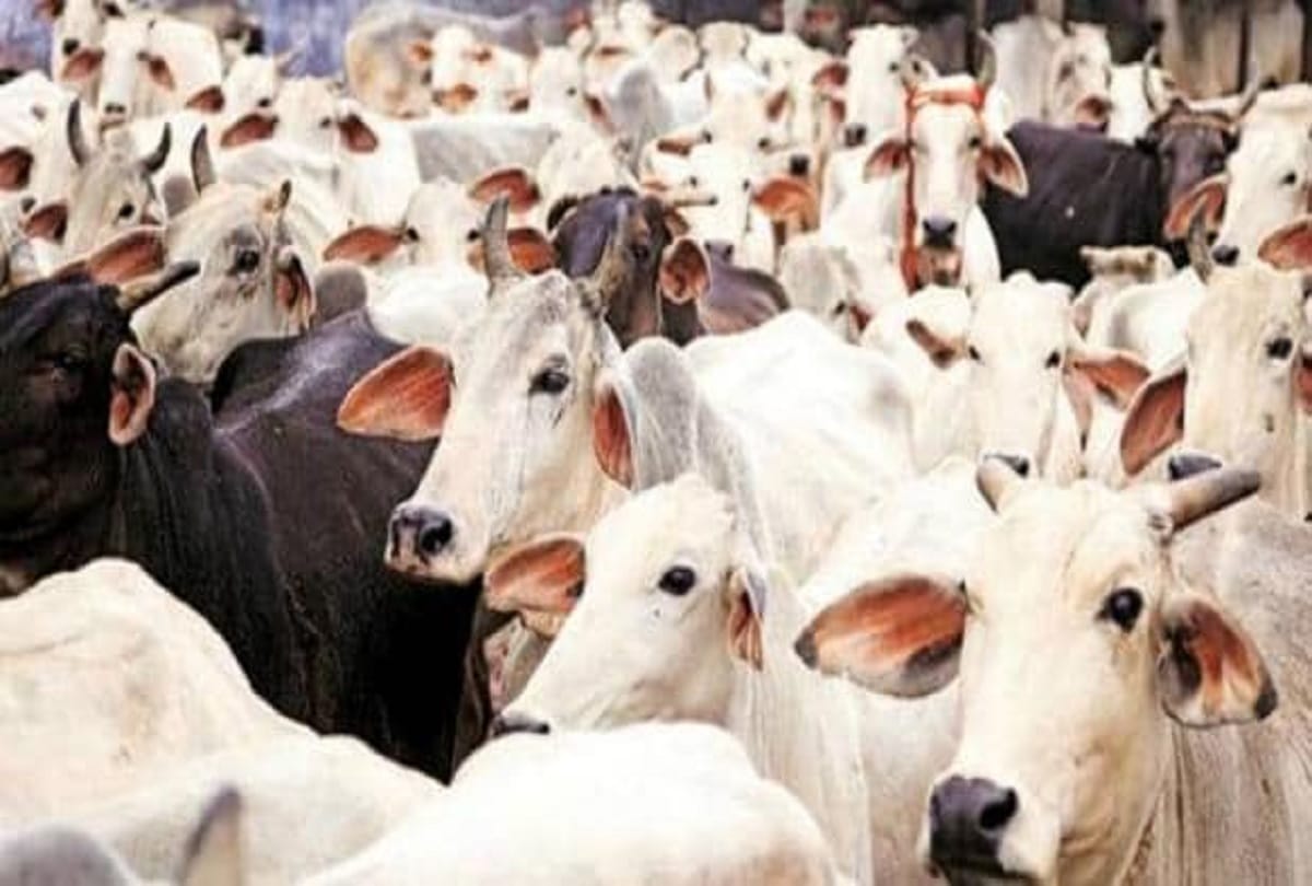 Madhya Pradesh Government  to build 300 smart gaushalas