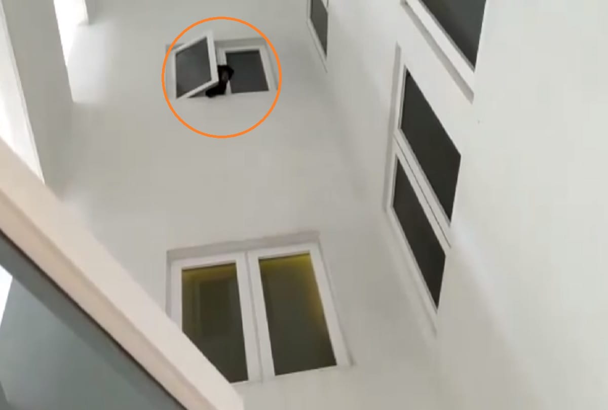 Malaysian singer arrested after rescued sun bear she thought was a dog Video Viral