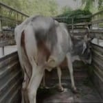 प्रतीकात्मक तस्वीर