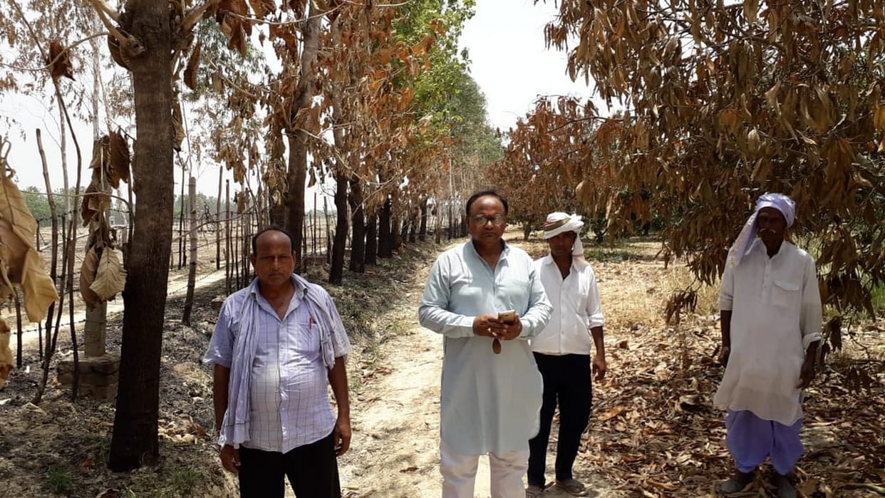 डंठल फूकने से जल गए बागवानी के पेड़