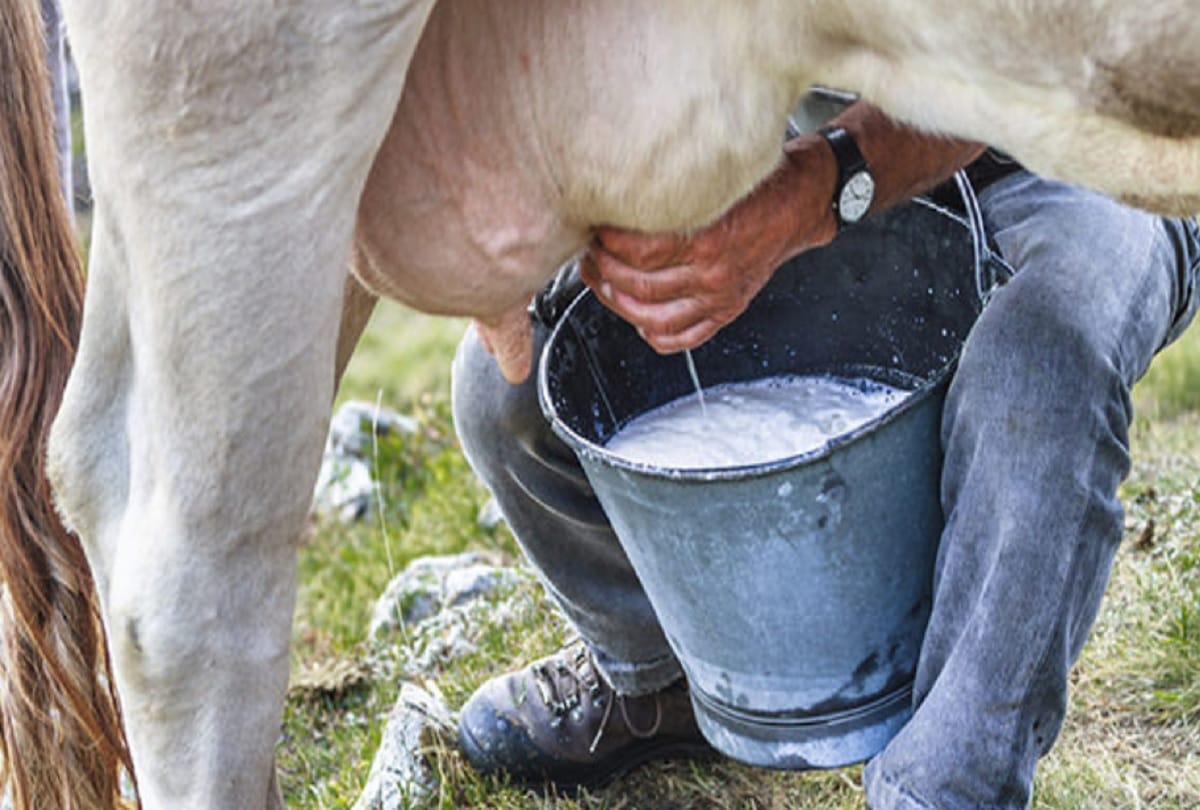 Amar Ujala Exclusive: Badri cow Milk to be marketed from Growth Center