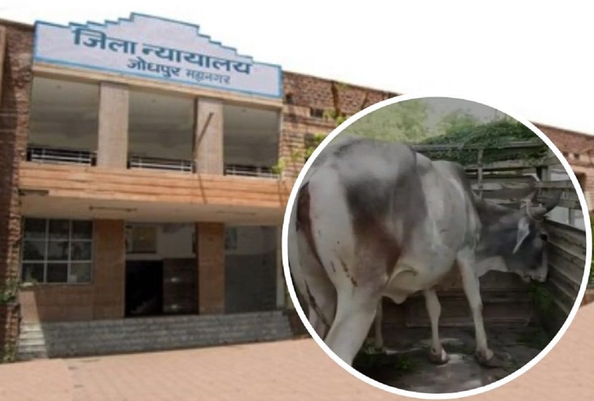 A cow was produced in local court jodhpur over its ownership dispute Judge ruled out
